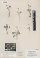 Viola charlestonensis M.S. Baker & J.C. Clausen ex Clokey