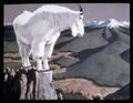 Mountain Goat