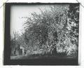 Fruit tree in bloom