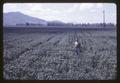 Dr. Wilson Foote standing in poorly drained wheat plot, Jackson Farm, Corvallis, Oregon, 1966