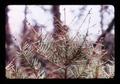 Closeup of damage by feeding larvae on tree, La Grande, Oregon, 1976