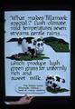 What Makes Tillamook Special? poster, 1979