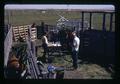 Crew collecting data on cattle in pasture, Klamath Experiment Station, Klamath Falls, Oregon, circa 1972