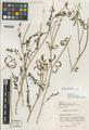 Astragalus whitedii Piper