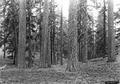 Ponderosa pines, Ochoco National Forest