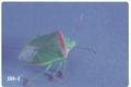 Thyanta custator (Red-shouldered stink bug)