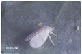 Trialeurodes vaporariorum (Greenhouse whitefly)