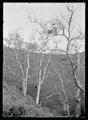 William Finley photographing hawk nest