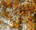 Caloplaca xanthostigmoidea