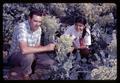 Dr. Jim Baggett and Thai student selfing cabbage in Horticulture Department vegetable farm, Oregon State University, Corvallis, Oregon, circa 1968