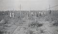 Workers Hop Picking