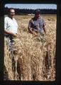 Wilson Foote and Warren Kronstad in Hyslop wheat, Oregon, August 1971