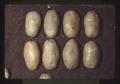 First prize russet potatoes, Oregon State Fair, Salem, Oregon, 1975