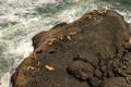 Looking down on hauled onshore sea lions