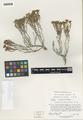 Eriogonum pelinophilum Reveal