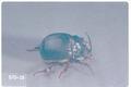 Bolpoceras obesus (Horned scarab beetle)