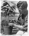 A Thai man grafts a plant, possibly at Kasetsart University