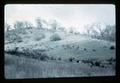 Unimproved sheep pasture with 3 acres per ewe, 1963