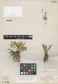Ranunculus oresterus L.Benson