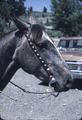 Cummins headstall on horse at '62 Days', detail