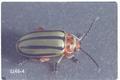 Disonycha alternata (Striped willow leaf beetle)