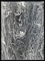 Pacific yellowthroat nest