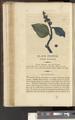 A New Family Herbal or Familiar Account of the Medical Properties of British and Foreign plants also their uses in Dying and the Various Arts arranged according to the Linnaean System [p066]