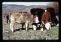 Beef cattle, Wheeler County, Oregon, circa 1973