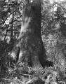 Base of a spruce tree on the Oregon coast