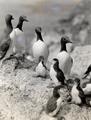 California Murres and young