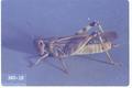 Camnula pellucida (Clearwinged grasshopper)