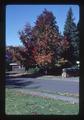 Ginko trees by E.B. Lemon's house, Corvallis, Oregon, 1981