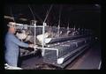 Watering hens inside layer house, Oregon State University, Corvallis, Oregon, circa 1972