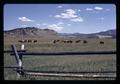 Hereford Beef Cattle in Wyoming pasture, August 1971