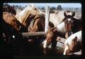 Horses at watering trough, Lake County, Oregon, circa 1972