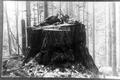 Young loggers posed atop giant stump