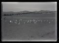 Gulls in a field