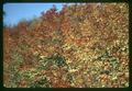 Fall foliage, Oregon, circa 1965