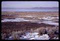 Sumner Lake and cattle, Oregon, March 1970