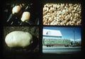 Composite slide of potato, apples, grain, and hay truck, 1979