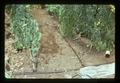 Drip irrigation in greenhouse with tomatoes, Lakeview, Oregon, 1975