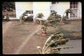 Houses at Bangladen during windstorm, Asia, circa 1970