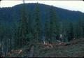 Logger standing in logged area