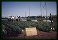 Bush bean irrigation tests, circa 1965