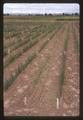 Onion trials at the Malheur Branch Experiment Station, 1963