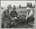 E. R. Jackman, Wallace L. Kadderly, and William L. Teutsch in the field