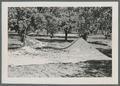 Prune harvesting, 1939