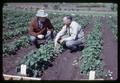 Dr. F. Earl Price and Dr. Richard M. Bullock examining weed competition in strawberries, 1961