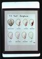 Illustration of tetrazolium test on sorghum seeds, 1974