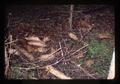 Sections of Douglas fir chewed and stacked by beavers in Starker Forest, Corvallis, Oregon, May 1978